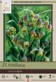 Fritillaria Uva-Vulpis 25PK