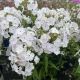 Phlox Fashionably Early Crystal