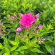 Phlox Freckle Pink Shades