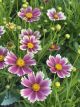 Coreopsis Lil Bang Candy Stripes