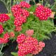 Yarrow Desert Eve Deep Red