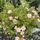 Potentilla Happy Face Hearts