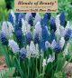 Muscari Delft Blue 40PK