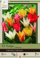 Tulip Valentines Mix 10PK