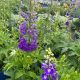 Delphinium Magic Fountains Dark Blue