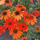 Coneflower Artisan Soft Orange