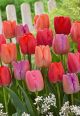 Tulip Pride Blend 15PK