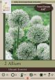 Allium Mount Everest 2PK