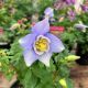 Columbine Earlybird Blue White