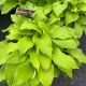 Hosta August Moon