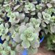 Sedum Blueberry Pie