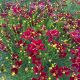 Coreopsis Red Satin