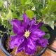 Clematis Duchess of Cornwall