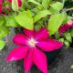 Clematis Rebecca