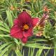 Daylily Frankly Scarlet