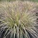 Grass Little Bluestem Shining Star