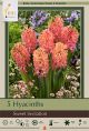 Hyacinth Sweet Invitation 5PK