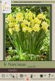 Narcissus Verdin 6PK