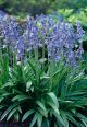 Hyacinthoides Blue 10PK