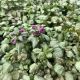 Lamium Red Nancy