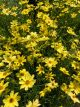 Coreopsis Creme Brulee