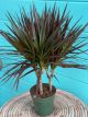 Dracaena Marginata 6