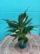 Spathiphyllum 4