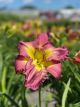 Daylily Rosy Returns