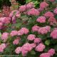 Hydrangea Invincible Spirit