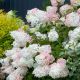 Hydrangea Little Lamb