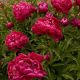 Peony Karl Rosenfield