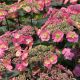 Hydrangea Tuff Stuff